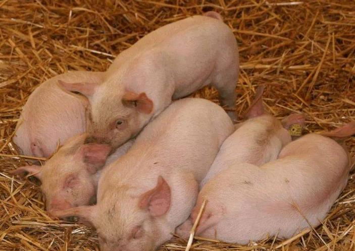 猪呕吐打什么针？猪呕吐是什么原因？这四种情况要重视起来