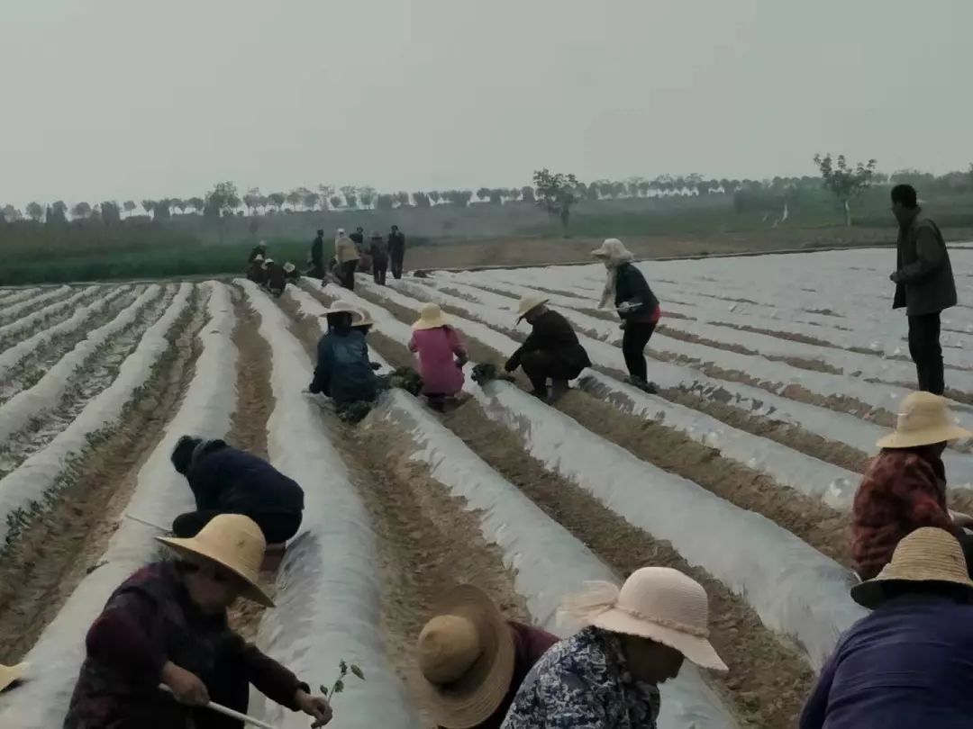 “团团大集”已近尾声，还没购置年货的小伙伴继续购购购