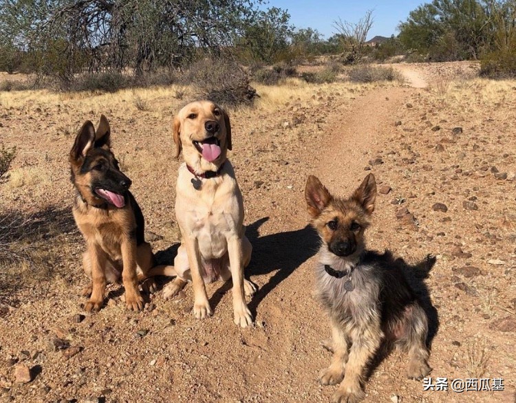 长不大的德牧,个子小小的德牧