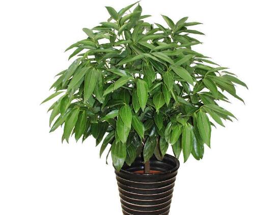 平安树有什么寓意和好处,平安树有什么好处