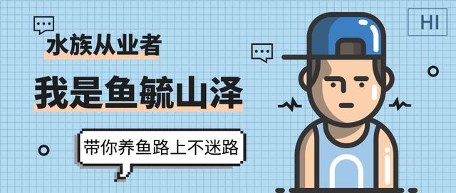 观赏鱼烂肉如何清理,观赏鱼烂了怎么补救