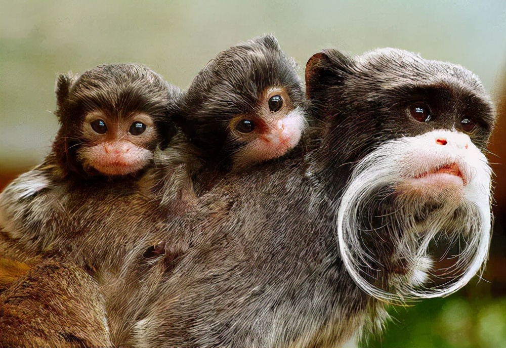 10大长相比较奇怪的动物,你认识多少种长相奇怪的动物