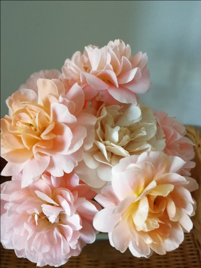 果汁阳台哪里好,果汁阳台受欢迎