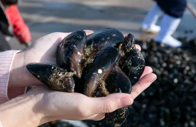 海虹挑选方法,怎么辨别海虹新鲜