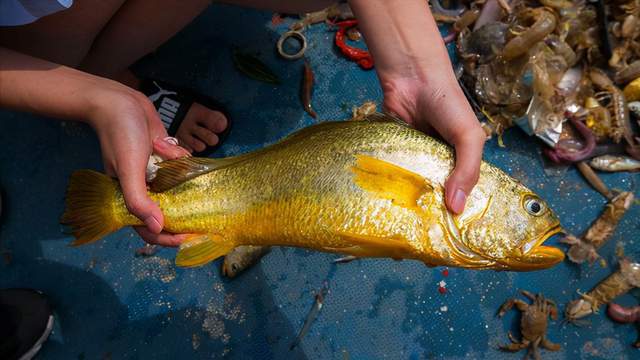 浙江舟山大黄鱼价格,浙江渔民捕到4.9公斤大黄鱼卖