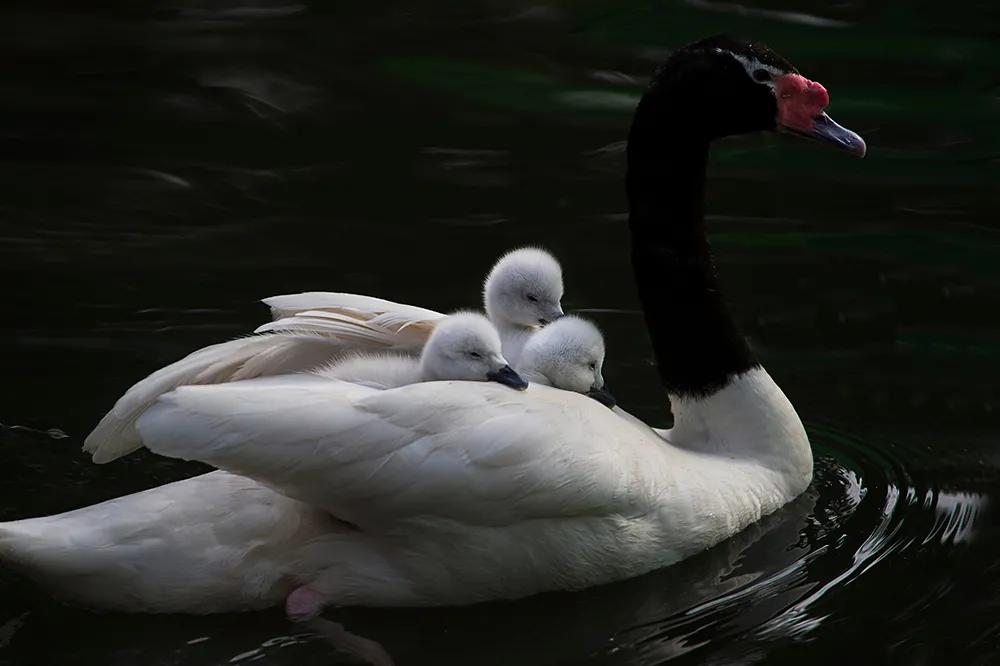 津门网司徒志文:广州动物园——黑颈天鹅