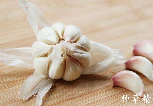 分享7种驱米虫方法,米出虫以后怎么除虫