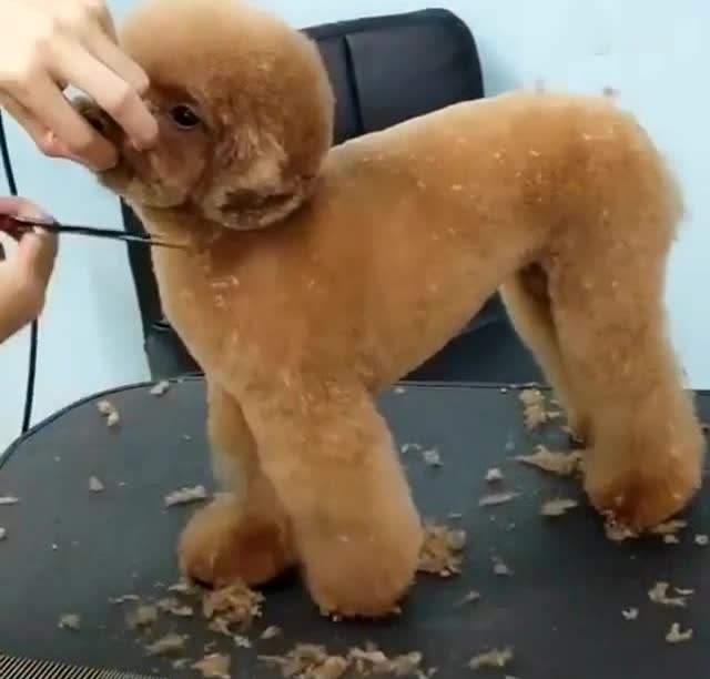 泰迪狗狗剪毛不听话怎么办,狗狗剪毛视频教程全套