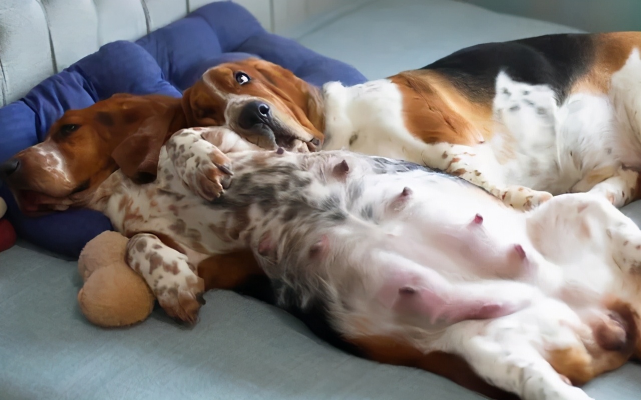 主人救了一只小狗,狗狗怀孕但是它有奶是不是难产