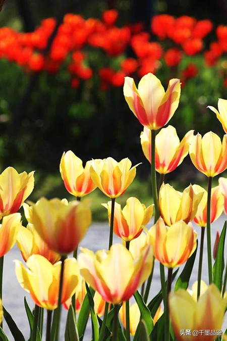 静物摄影作品欣赏郁金香,郁金香的摄影作品欣赏