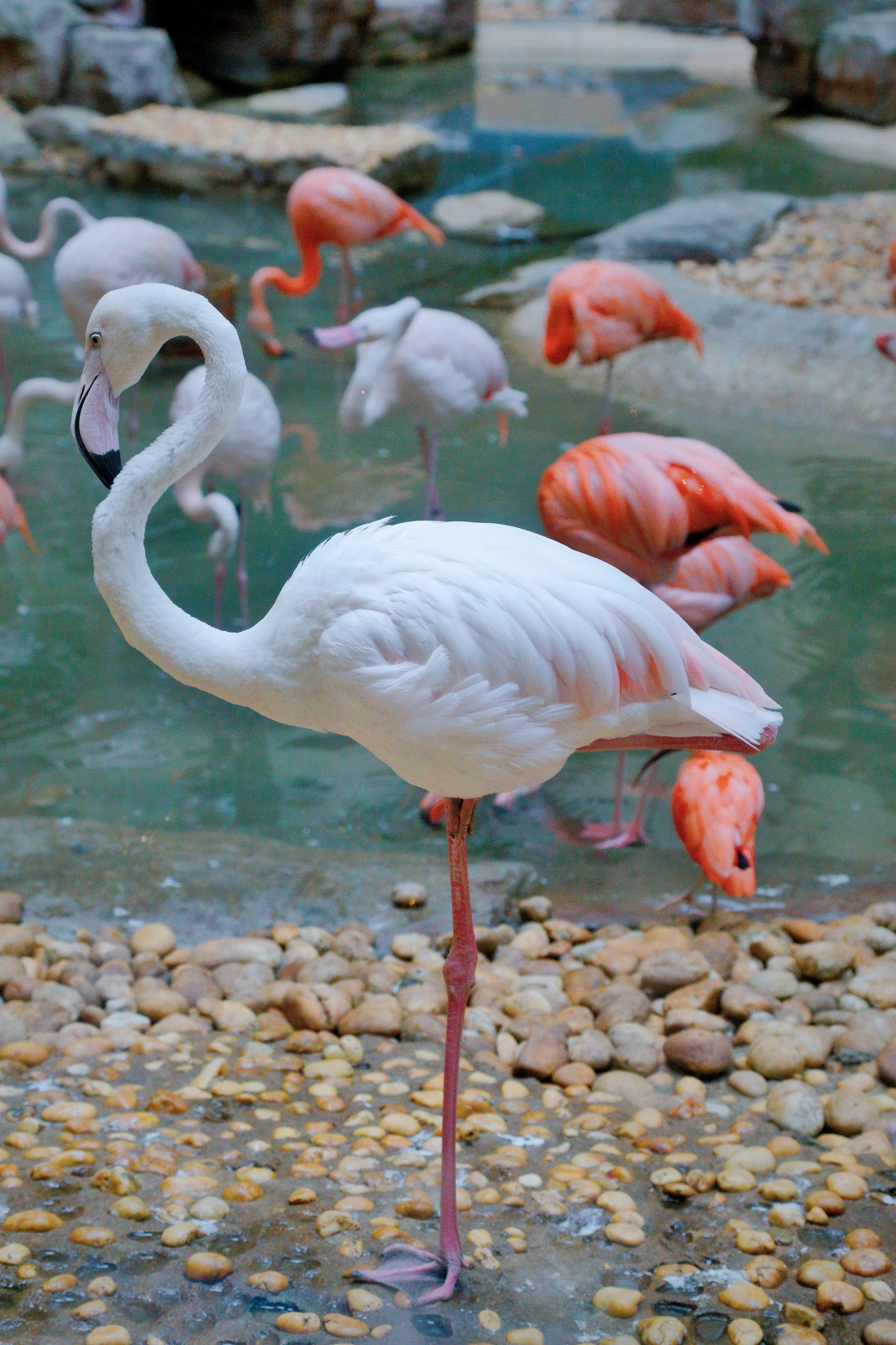 万圣节想搞搞新意思？来长隆酒店白虎自助餐厅