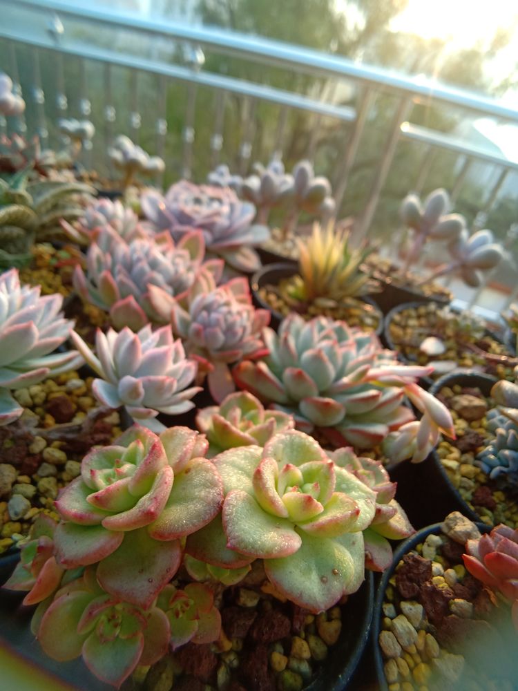 多肉植物成功授粉后，“这些”要点一定要注意