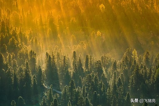 直通车运营本质有哪些,直通车拉搜索流量本质