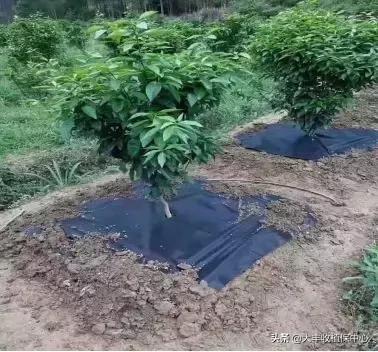 怎么除草又快又省力,除草用什么方法最省钱