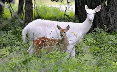 世界最罕见的十个杂交动物,世界罕见动物长得像蜘蛛但有尾巴