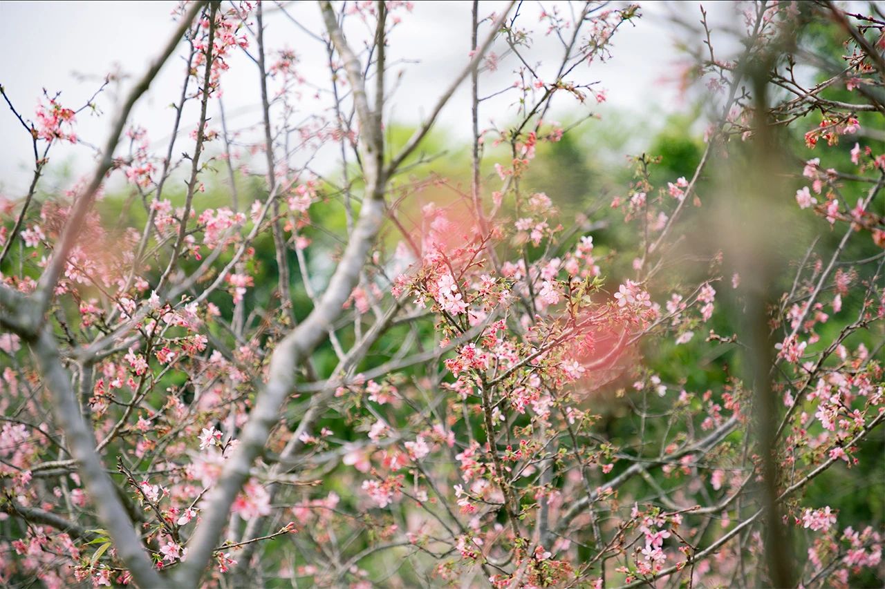 深圳周末带孩子免费游玩好去处,2021深圳免费适合遛娃玩地方排名