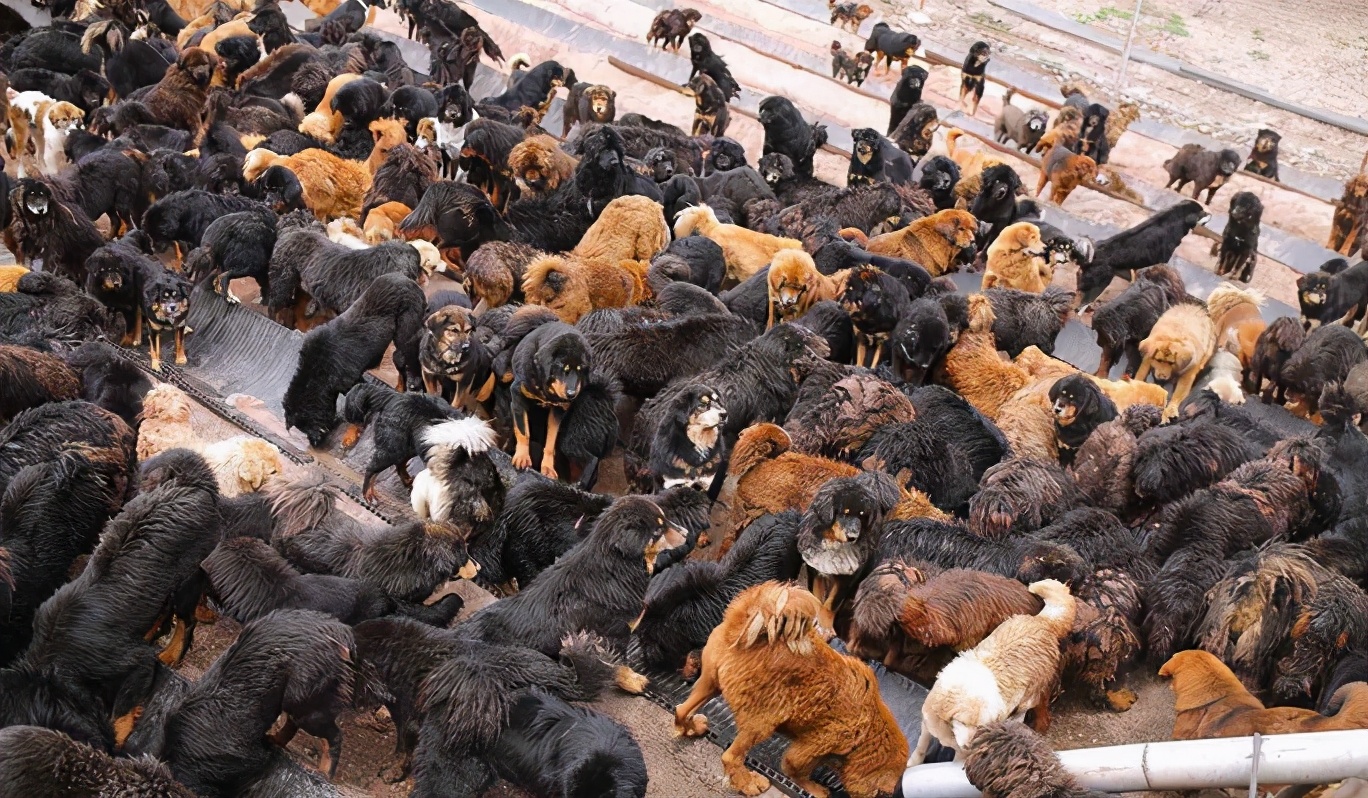 关于藏獒身价被炒高的源头,藏獒从身价不菲到沦为狗肉