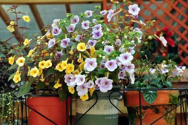 不小心打翻一盆花怎么补救,花盆土里常见有哪些虫