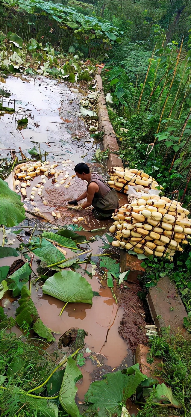 重庆铜梁区未来发展,重庆铜梁未来的发展
