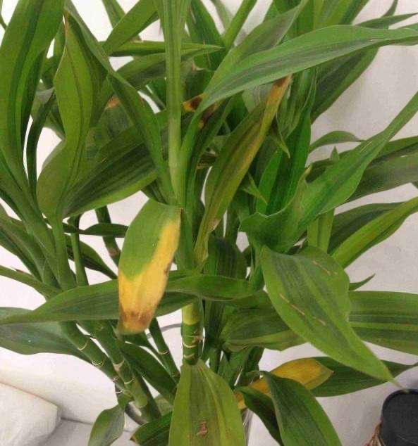 养花水多了烂根怎么办,水培养花水浑浊可以吗