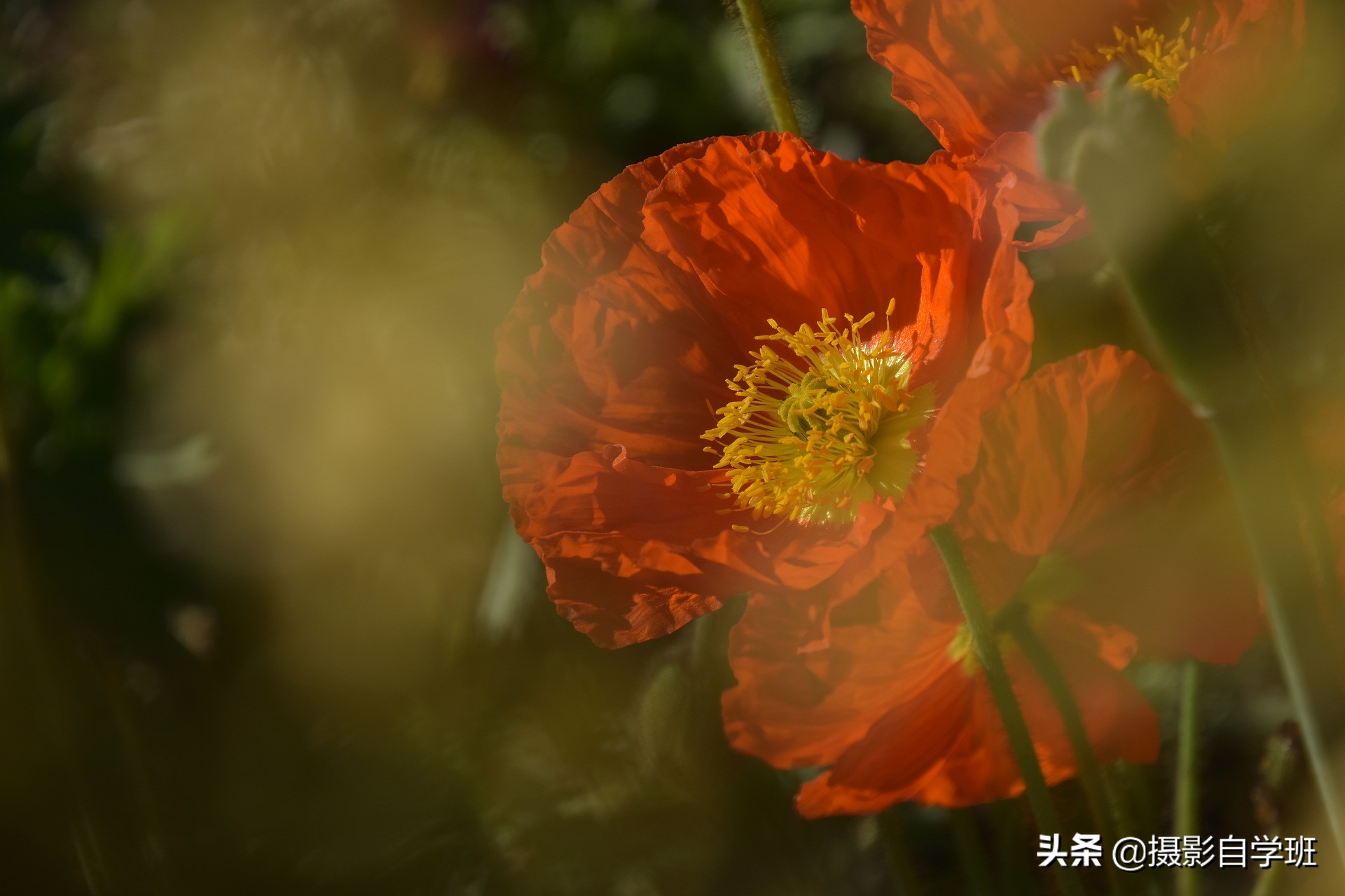 拍花朵怎么拍出来的又多又好看,怎样拍摄小花朵最好看