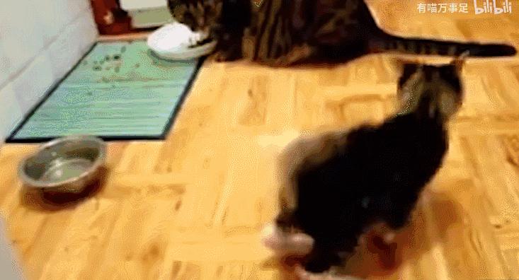 好不容易养大的猫被猪拱了,猫为什么喜欢被猪拱