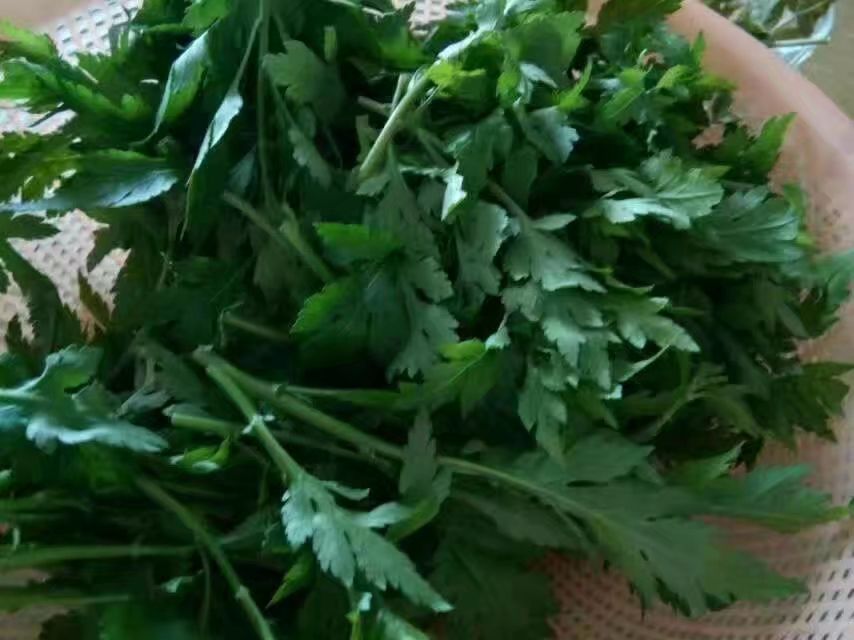 草木人间*我说的小*菊黄**,是好吃的菊花脑