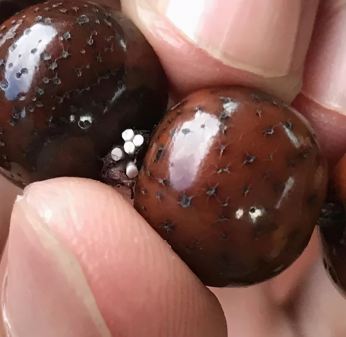 星月菩提如何盘出包浆,星月菩提包浆后如何盘玩