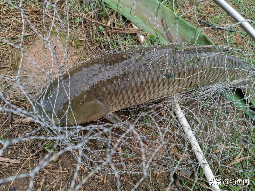 大草鱼要怎么抓,大草鱼如何守钓