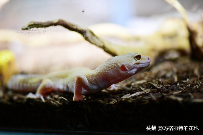 雨林缸可以养的蜥蜴,鱼缸改造封闭式雨林缸养蜥蜴