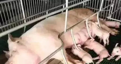 母猪突然低温不食是怎么回事,母猪低温不食的治疗方法有哪些