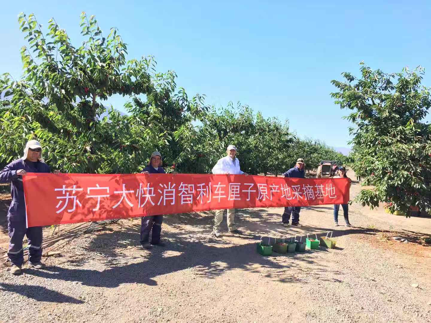 智利车厘子家乐福 (智利家乐福车厘子)