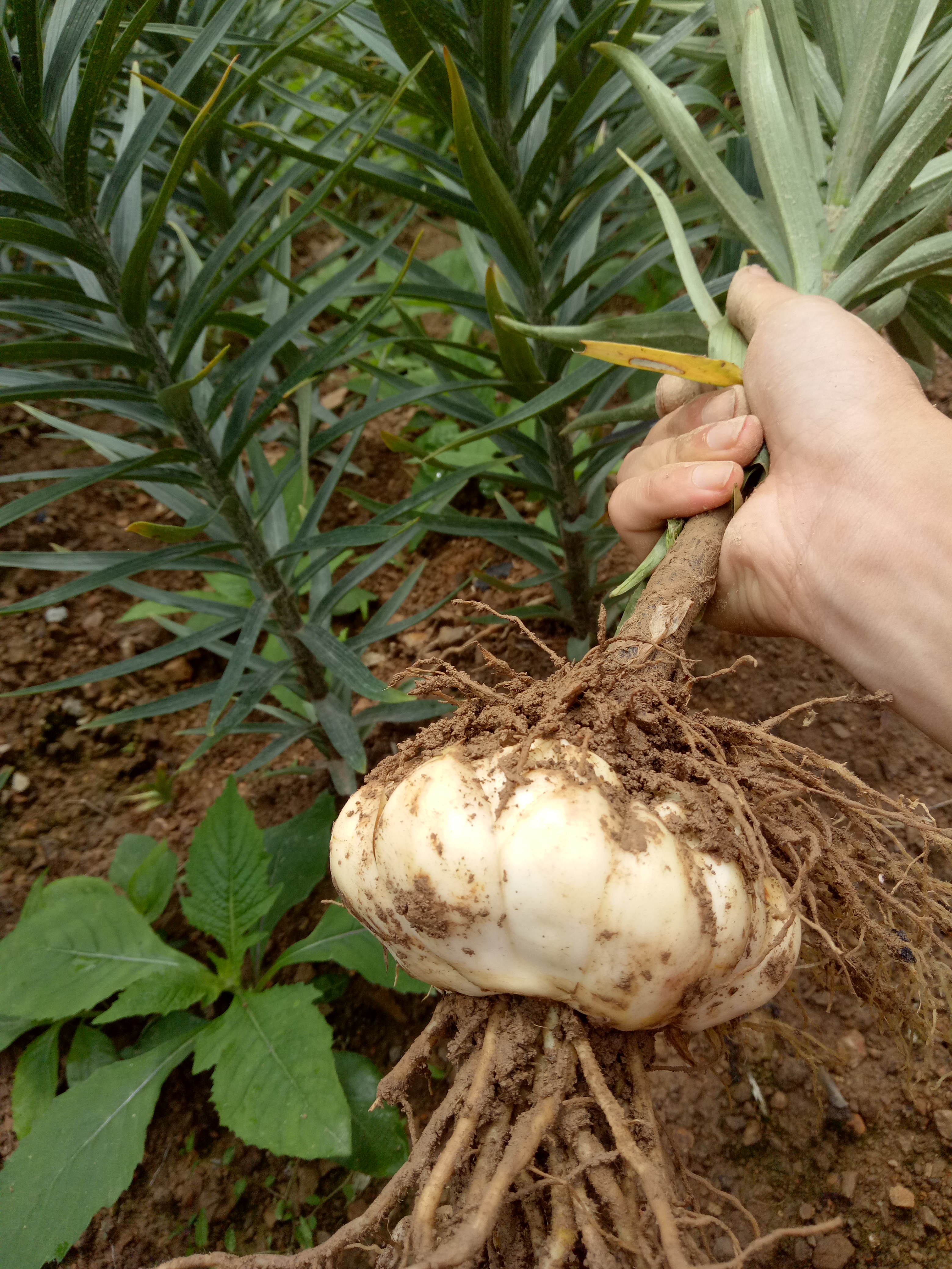 百合繁殖的小球怎么养大,百合可以边养球边开花吗