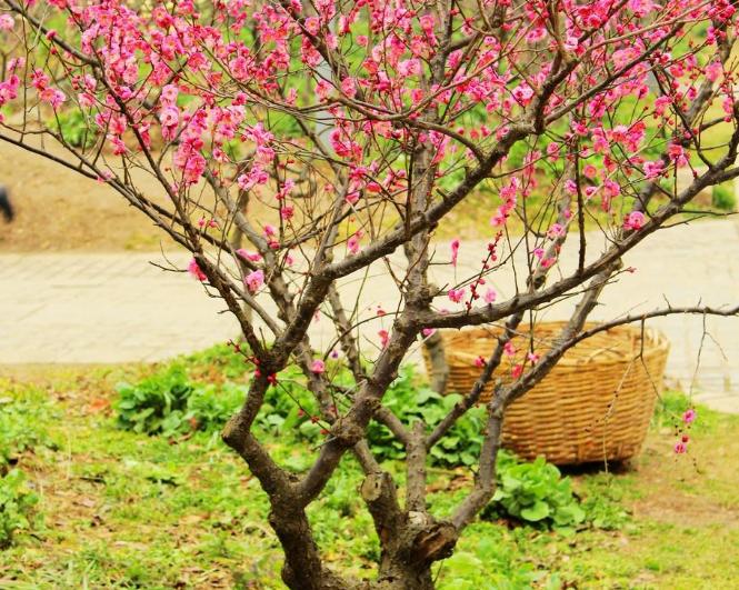 梅花树苗地面种植方法,怎么才能种梅花树