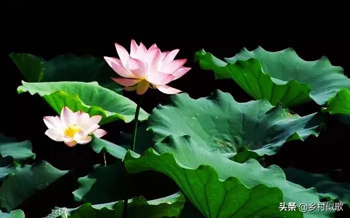 观赏荷花应该怎么种植才是正确的,荷花是出淤泥而不染的吗