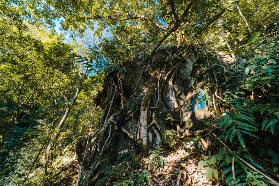樱花烂漫温泉,腾冲樱花谷风景区