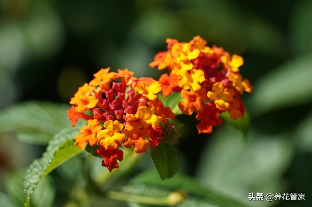 美女樱6个系列，你认识哪一种？