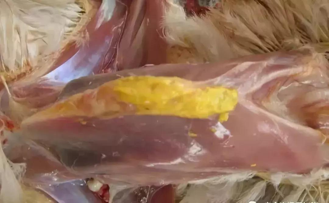 滑液囊肿会自行消失吗,青年鸡得了滑液囊真的治不好了吗