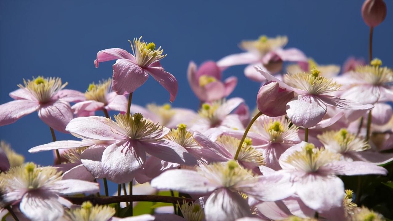 铁线莲怎么养护比较好,铁线莲养护方法及注意事项