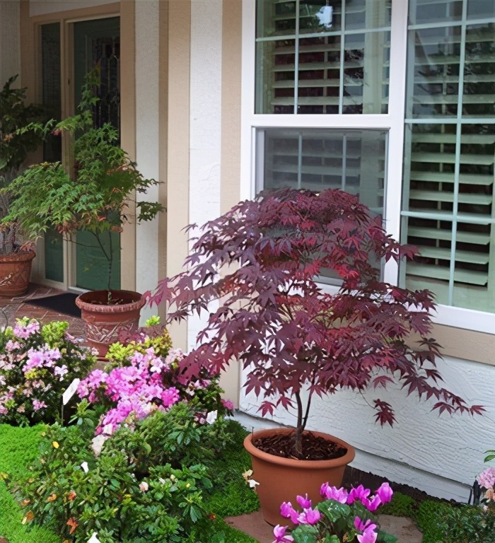 枫树叶子尖发黑枯萎像烧焦怎么治,枫树叶子干枯怎么处理