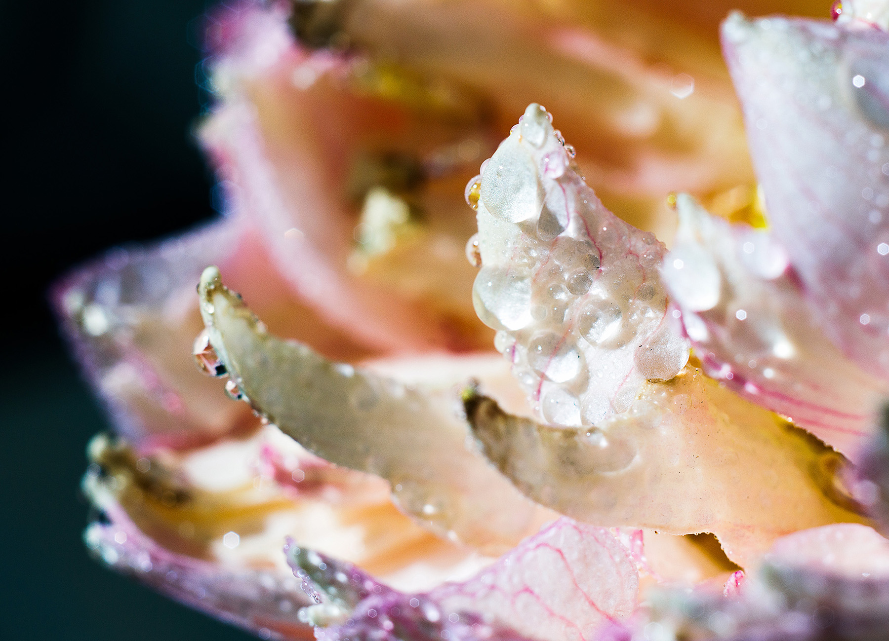 第14篇，尼康相机的标头-2021年元旦快乐