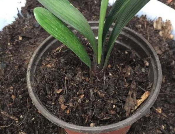 花根不透气了会怎样,花根不透气怎么办