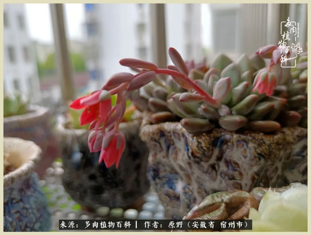 梅雨袭,酷暑至,多肉进入历劫季