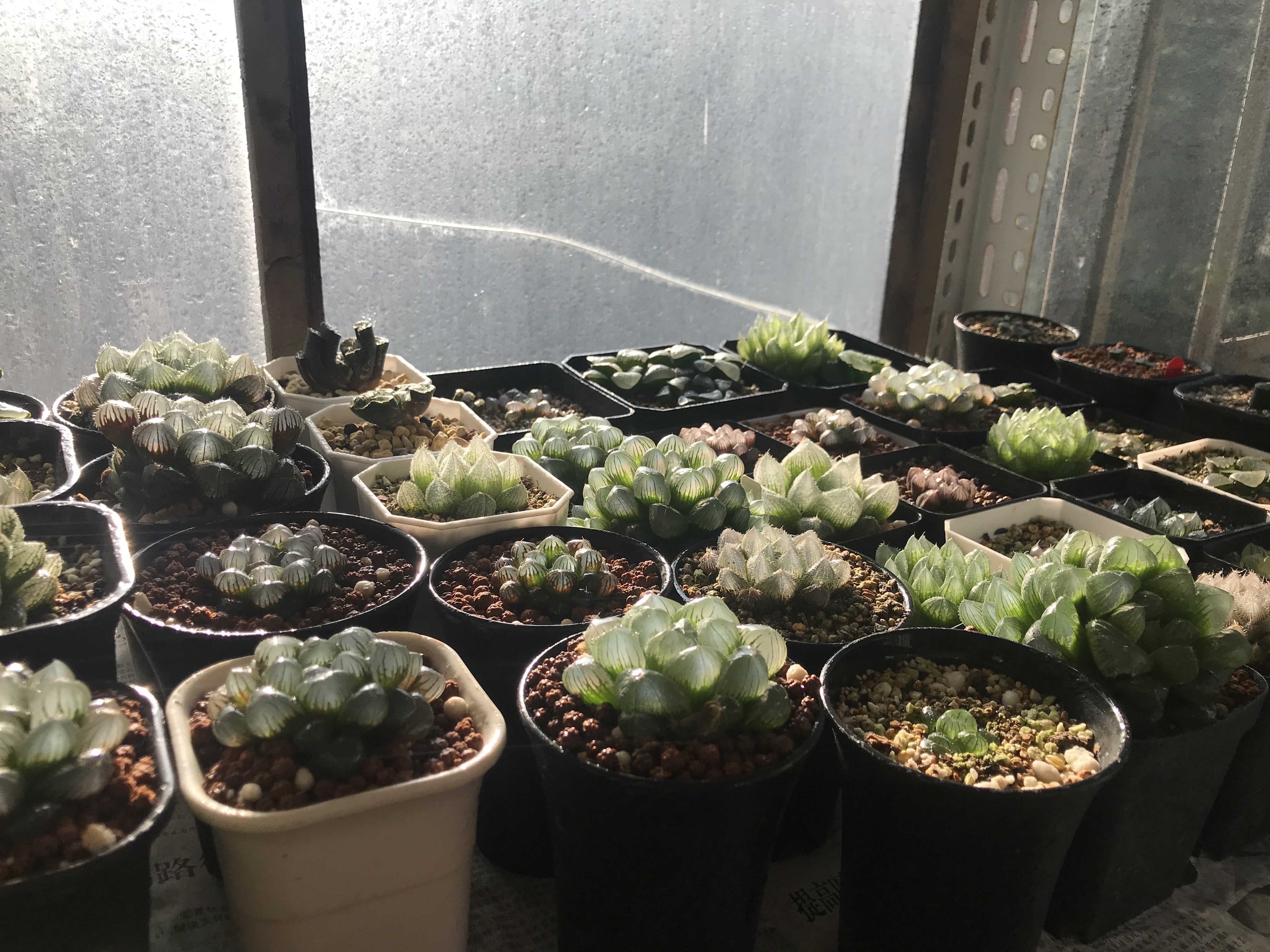 玉露出现黄叶用什么喷,冰晶玉露黄叶怎么回事