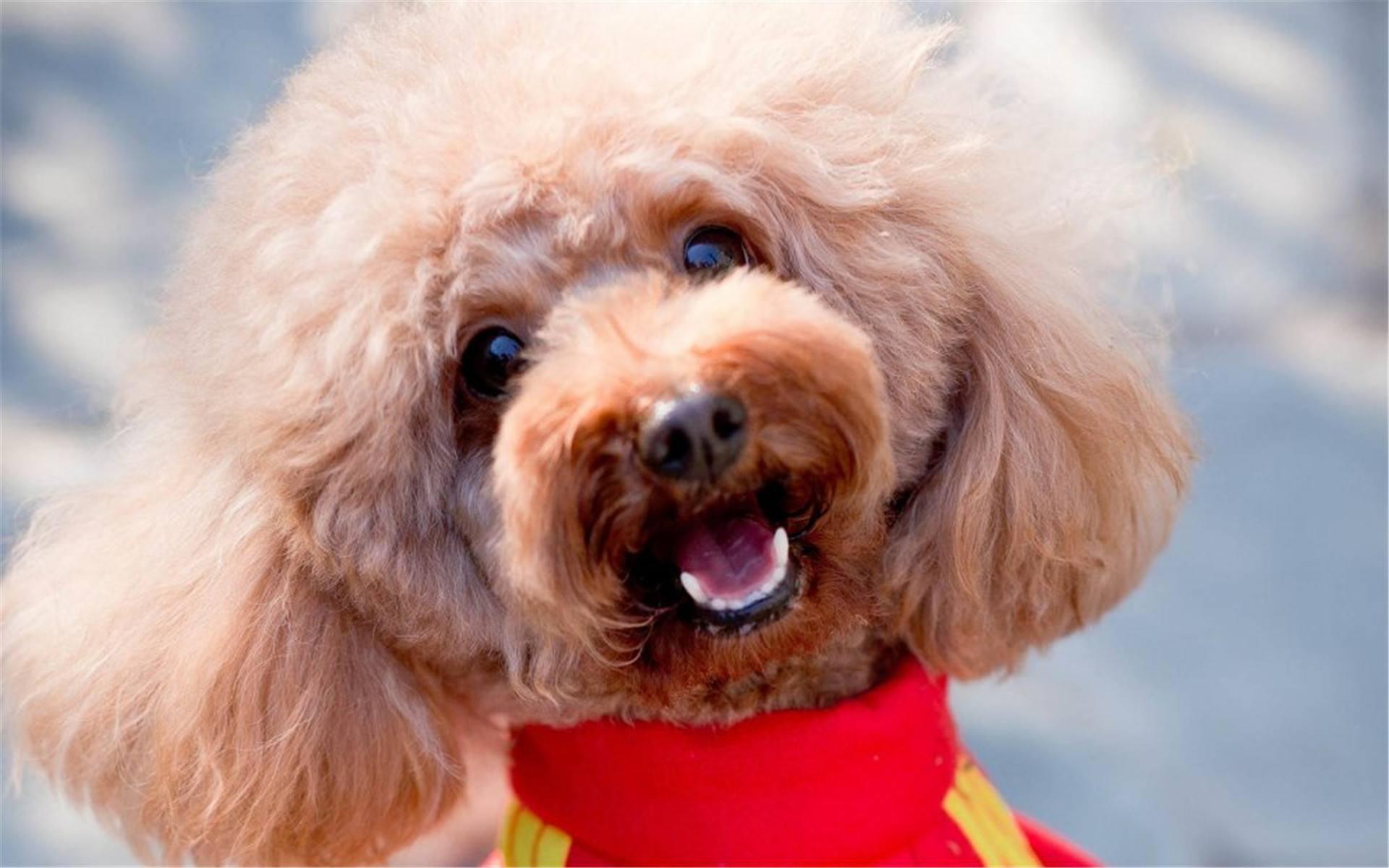 养狗狗是养博美好还是养泰迪好,为什么养狗的人讨厌泰迪