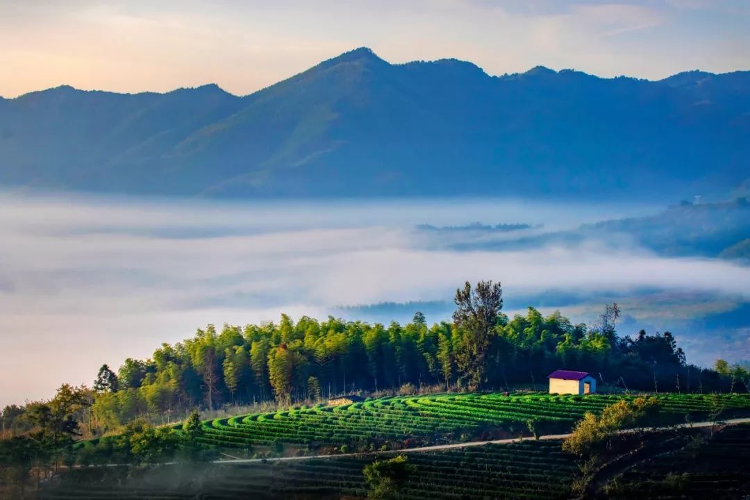 茶中状元大红袍你了解吗,茶中之王武夷大红袍你了解吗