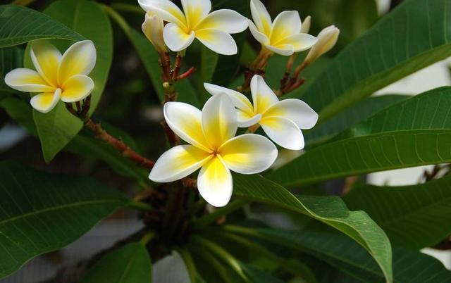 养护橡皮树注意“5点”，叶绿锃亮花开不断，不愧绿色“吸尘器