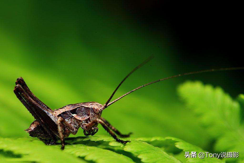 vivo手机微距拍摄技巧,手机微距拍摄技巧视频教程