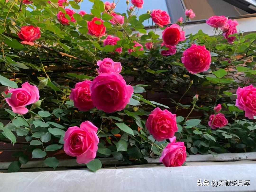 月季花是时候展现真正的技术了 (开春的第一波月季花就这么过去了)