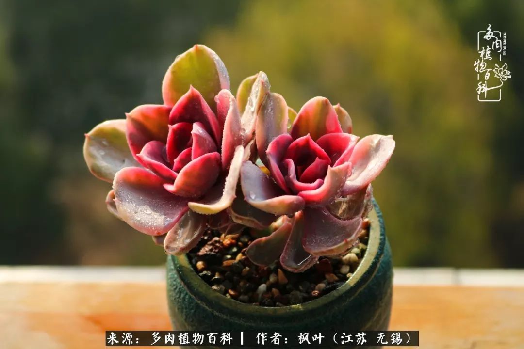 多肉与生命感悟,多肉时光